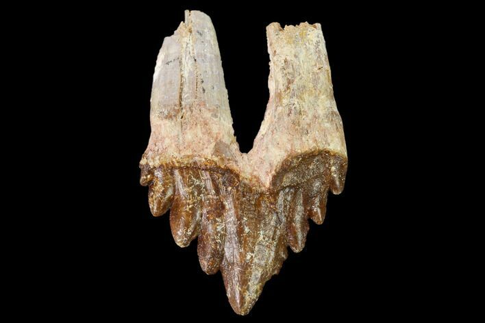 Fossil Primitive Whale (Basilosaur) Tooth - Morocco #164753